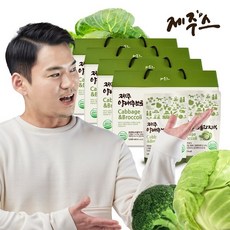 가성비최고  제주 양배추즙 에브리데이 Top5